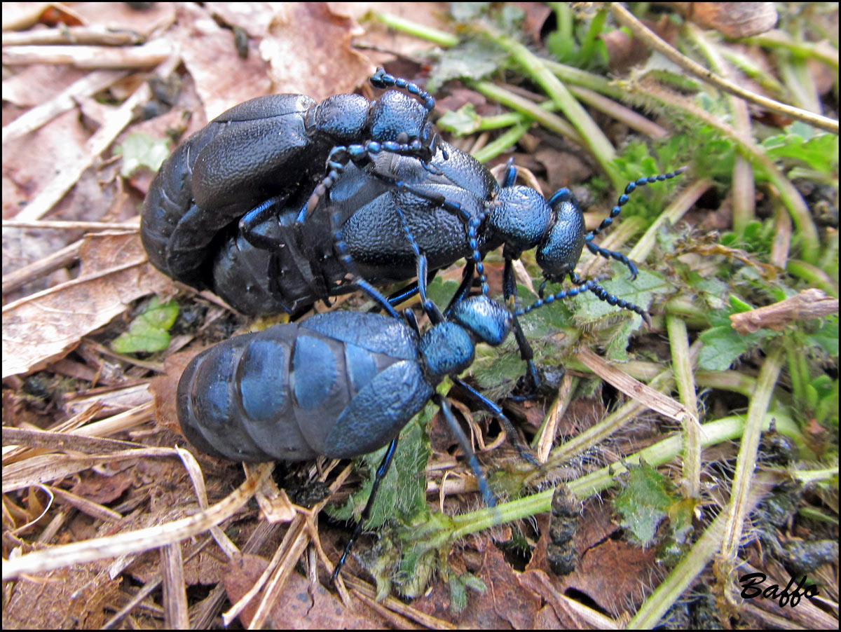 Meloe proscarabaeus in accoppiamento?